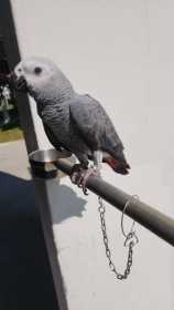 Lost African Grey