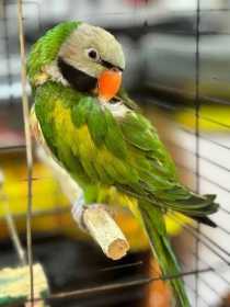 Lost Mustached / Moustached Parakeet