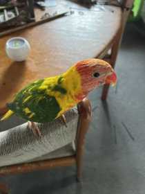 Lost Lory / Lorikeet