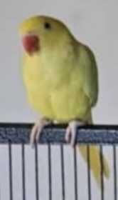 Lost Indian Ringneck Parakeet