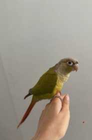 Lost Conure