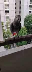 Lost African Grey