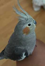 Lost Cockatiel