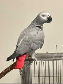Lost African Grey