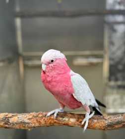 Lost Galah Cockatoo