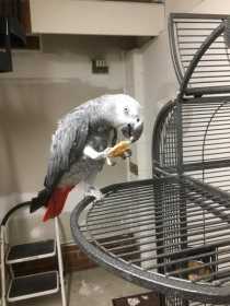 Lost African Grey