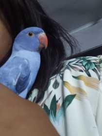 Lost Indian Ringneck Parakeet