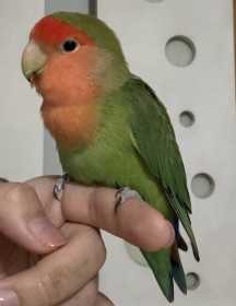 Lost Lovebird