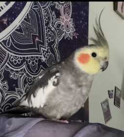 Lost Cockatiel