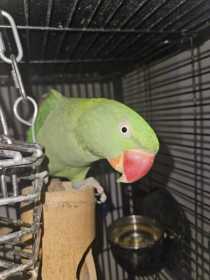 Lost Alexandrine