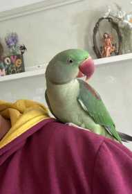 Lost Alexandrine