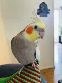 Lost Cockatiel