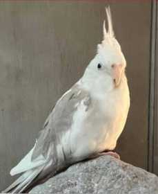 Lost Cockatiel