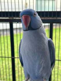 Lost Indian Ringneck Parakeet