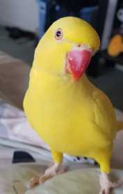 Lost Indian Ringneck Parakeet