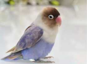 Lost Lovebird