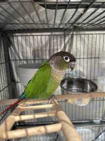 Lost Conure