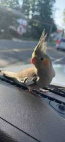 Lost Cockatiel