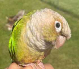 Lost Conure