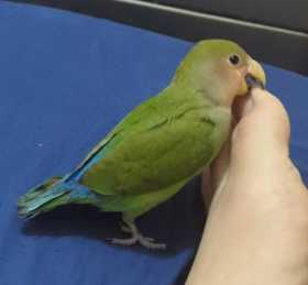 Lost Lovebird