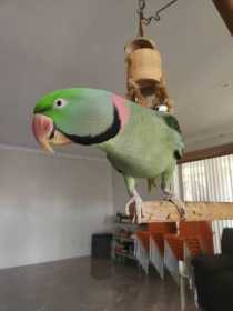 Lost Alexandrine