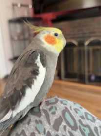 Lost Cockatiel