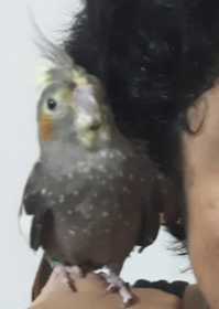 Lost Cockatiel