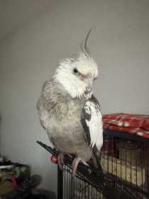 Lost Cockatiel