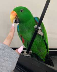 Lost Eclectus