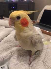 Lost Cockatiel