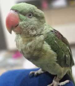 Lost Alexandrine