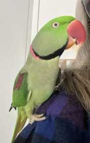 Lost Alexandrine