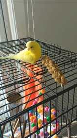 Lost Budgerigar