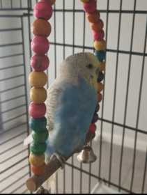 Lost Budgerigar