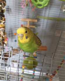 Lost Budgerigar