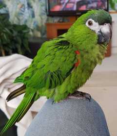 Lost Macaw