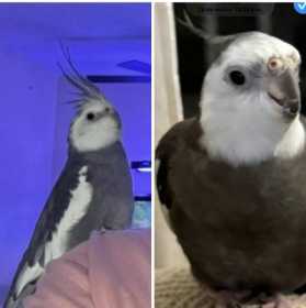Lost Cockatiel
