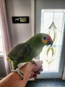 Lost Red-lored Amazon