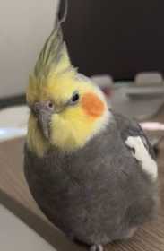 Lost Cockatiel
