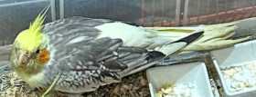 Lost Cockatiel