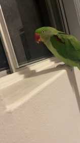Lost Alexandrine
