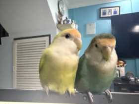 Lost Lovebird