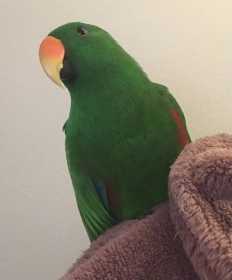 Lost Eclectus