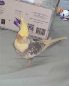Lost Cockatiel
