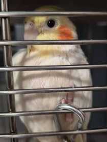 Lost Cockatiel