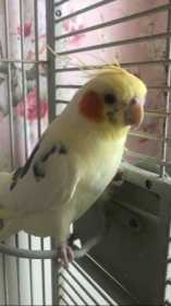 Lost Cockatiel