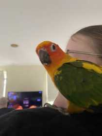 Lost Conure