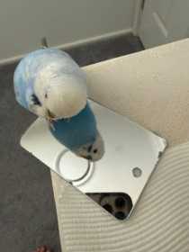 Lost Budgerigar