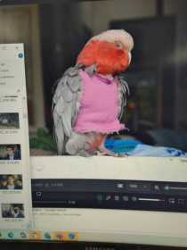 Lost Galah Cockatoo