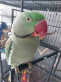Lost Alexandrine